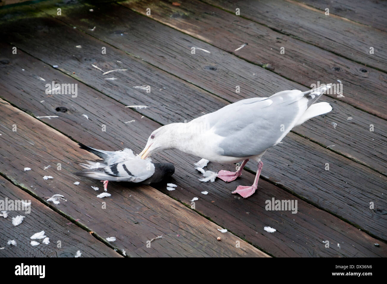 Gull pecking and eating dead pigeon. Stock Photo