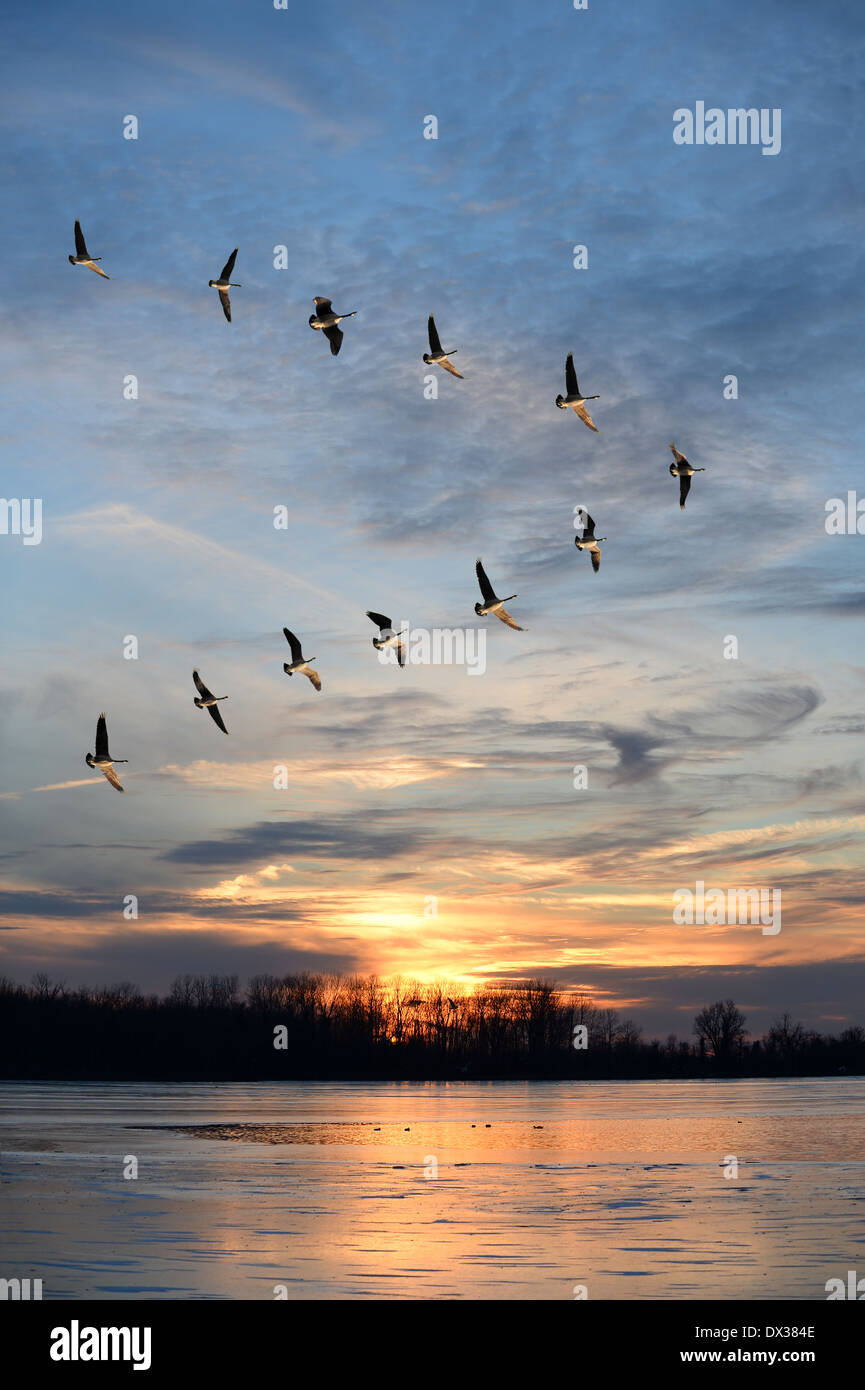 Group of Canadian geese flying i V formation over frozen lake Stock Photo