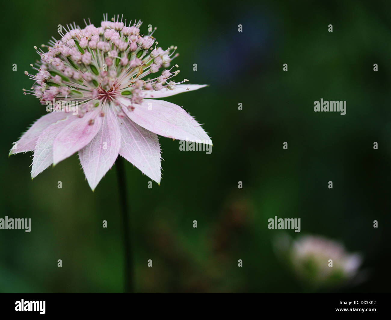 Close up of a single Astrantia flower head comprising soft pink bracts and flower stamens against a soft focus green background. Stock Photo