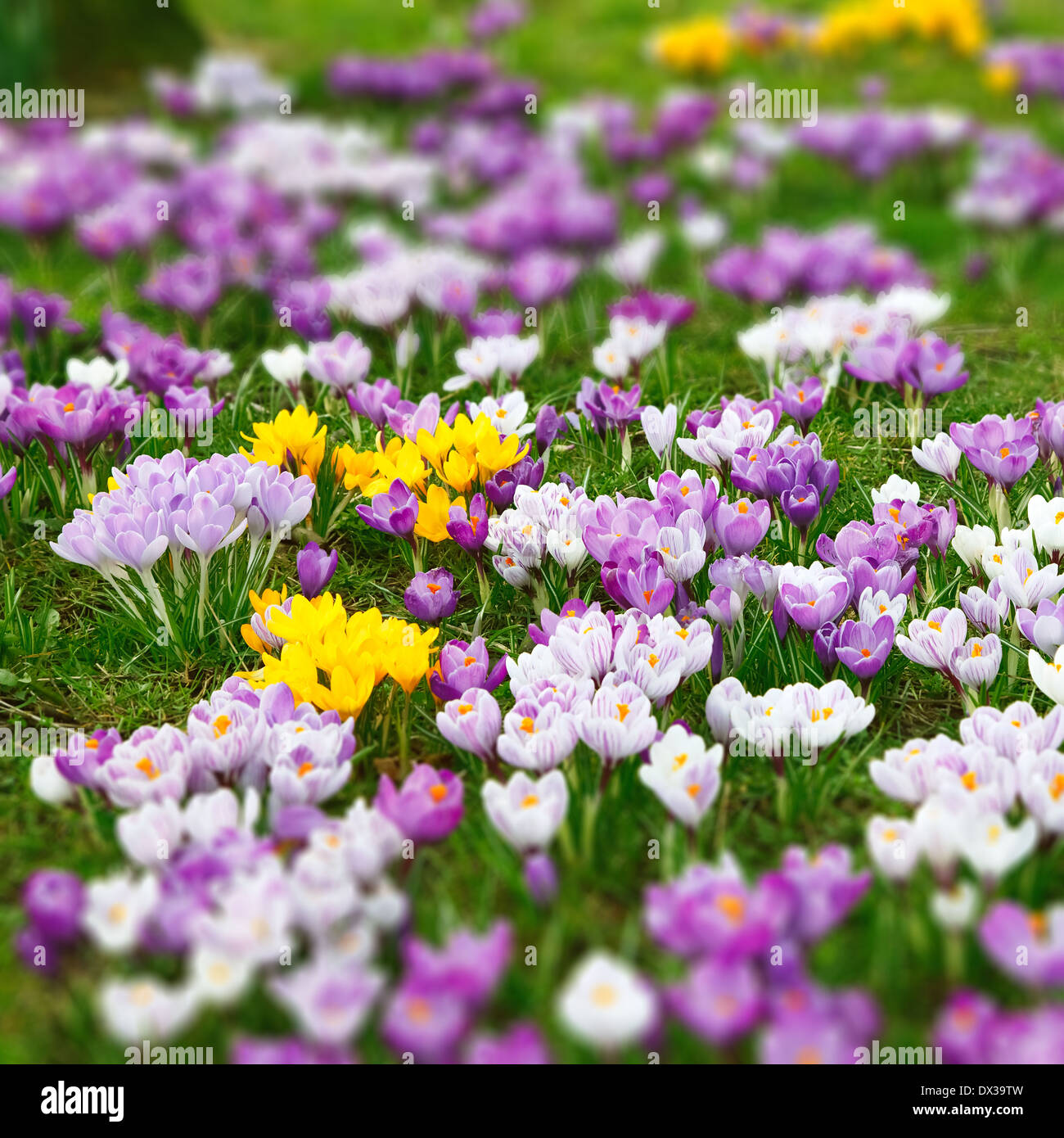 Wild crocus hires stock photography and images Alamy