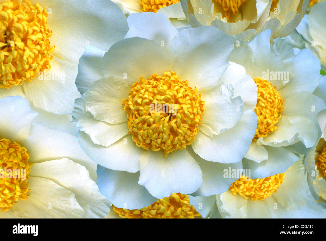 White Japanese Peonies with yellow centers at the Bronx Botanical