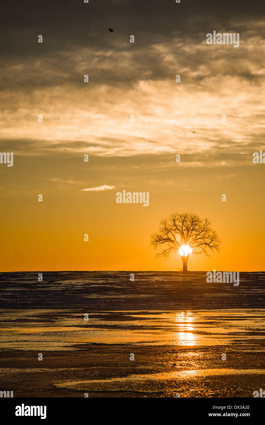 Vertical winter scene of a walnut with glorious sunrise, sunset. Stock Photo