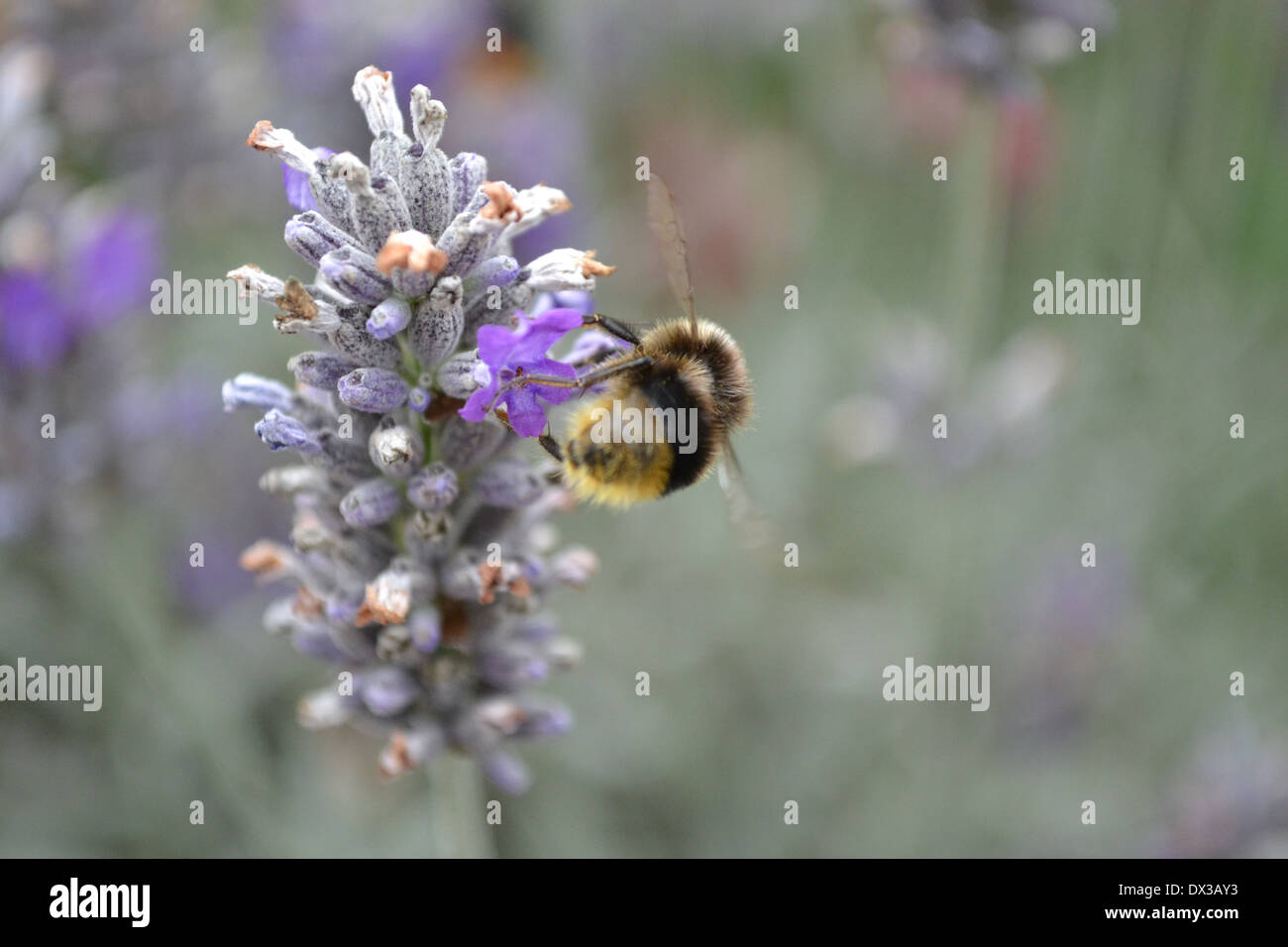 Bee buzzing around a lavender flower Stock Photo Alamy