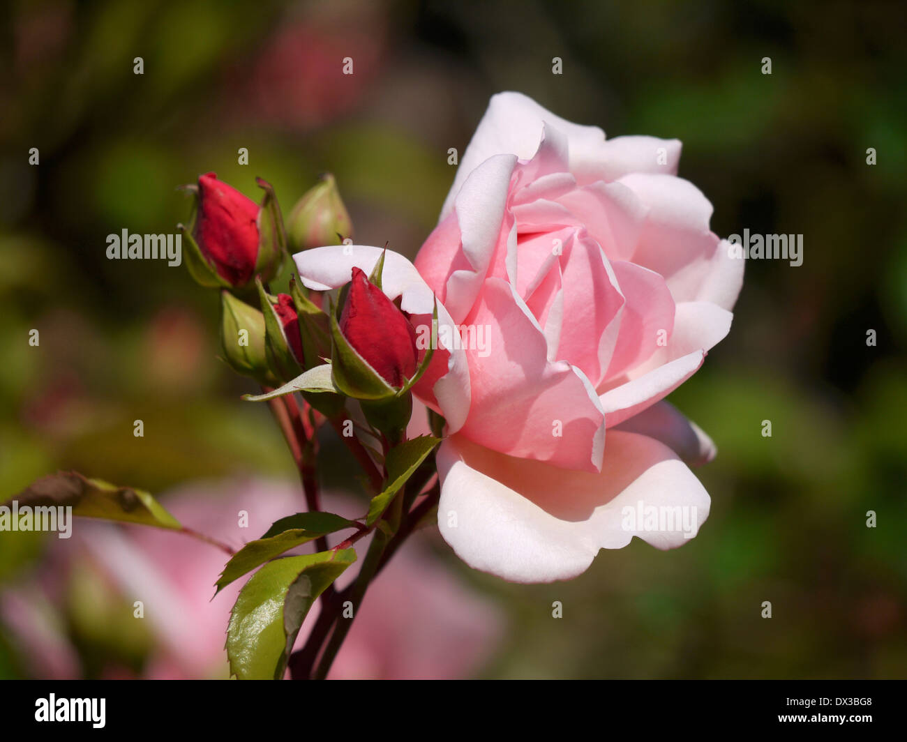 Rose rosa blossom flowering hi-res stock photography and images - Alamy