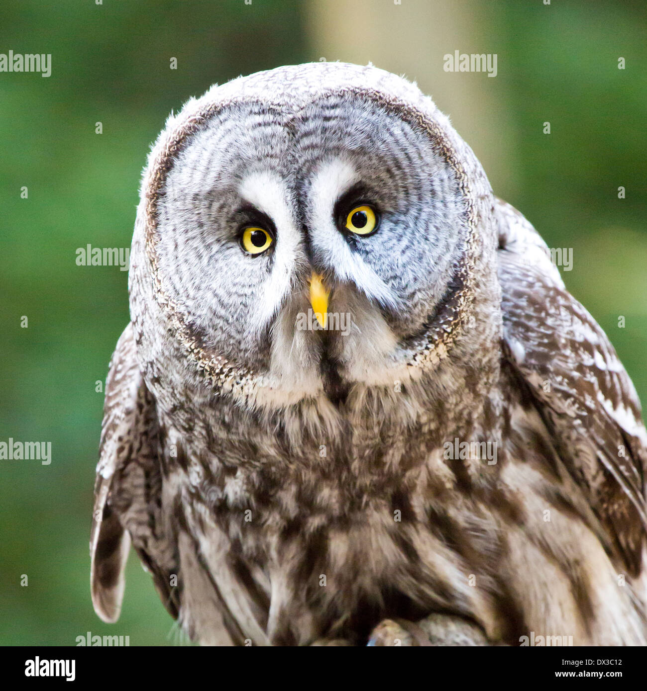 Grey brown owl hi-res stock photography and images - Alamy