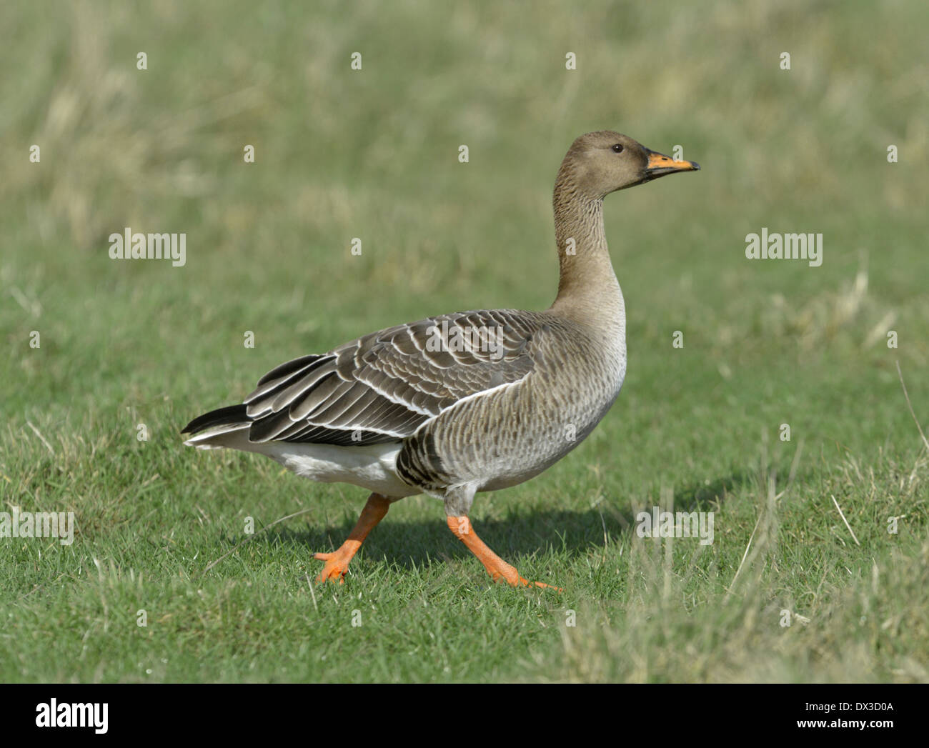 Bean Goose - Anser fabalis - taiga race ssp. fabalis. Stock Photo
