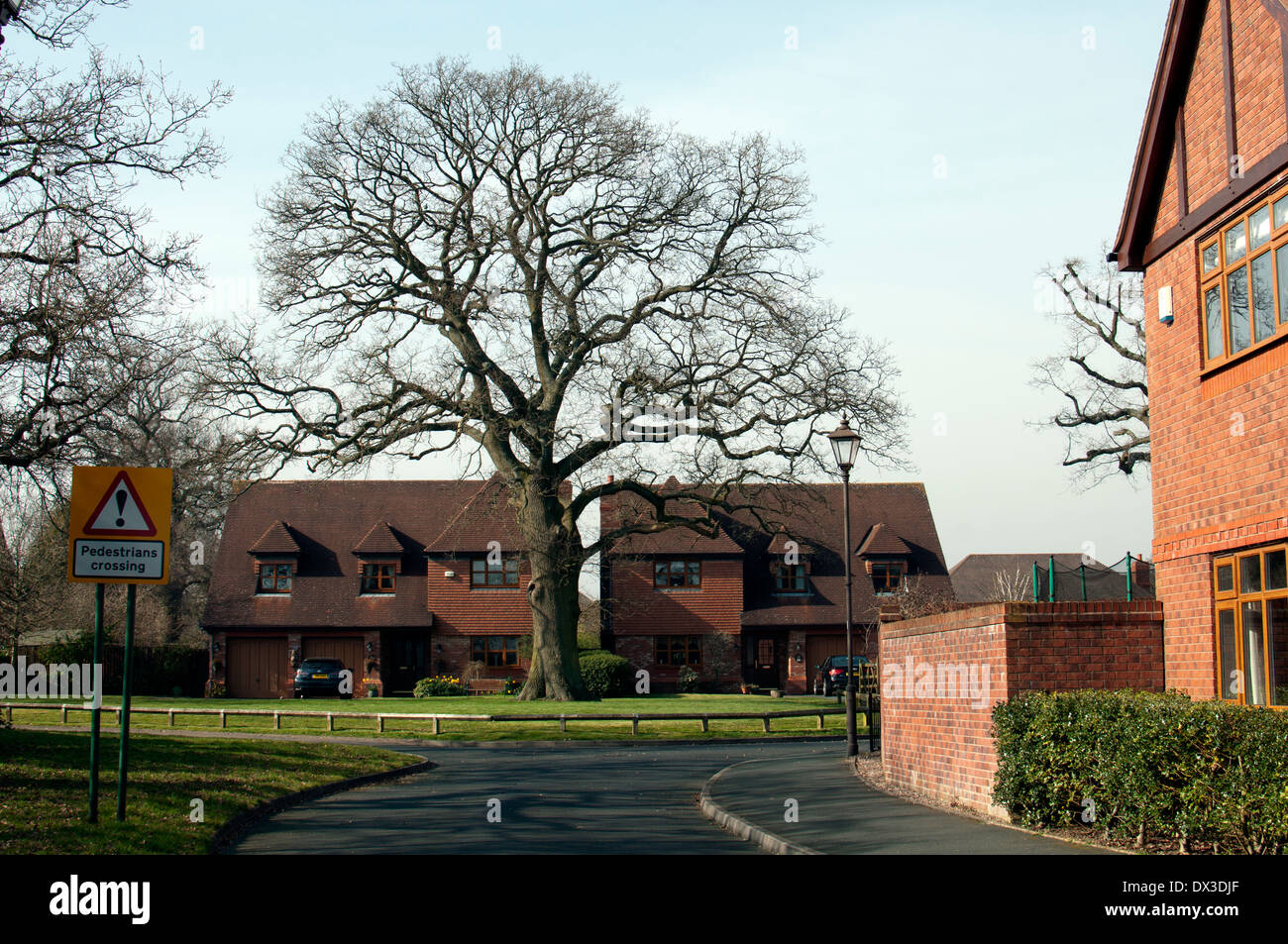 Mature oak tree and detached houses, Dickens Heath, West Midlands, England, UK Stock Photo