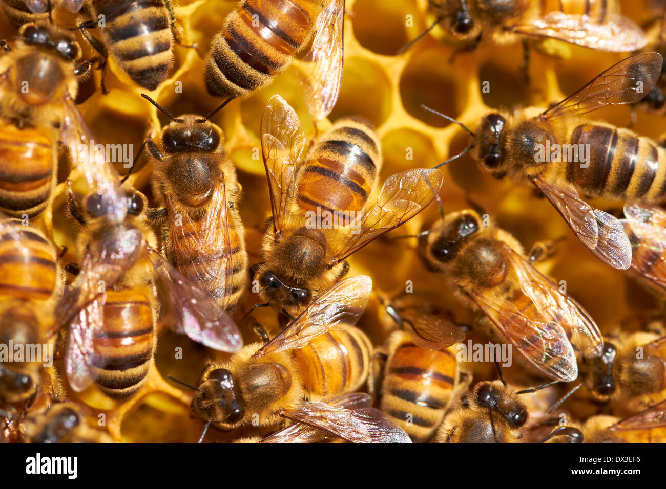 Hive with bees hi-res stock photography and images - Alamy