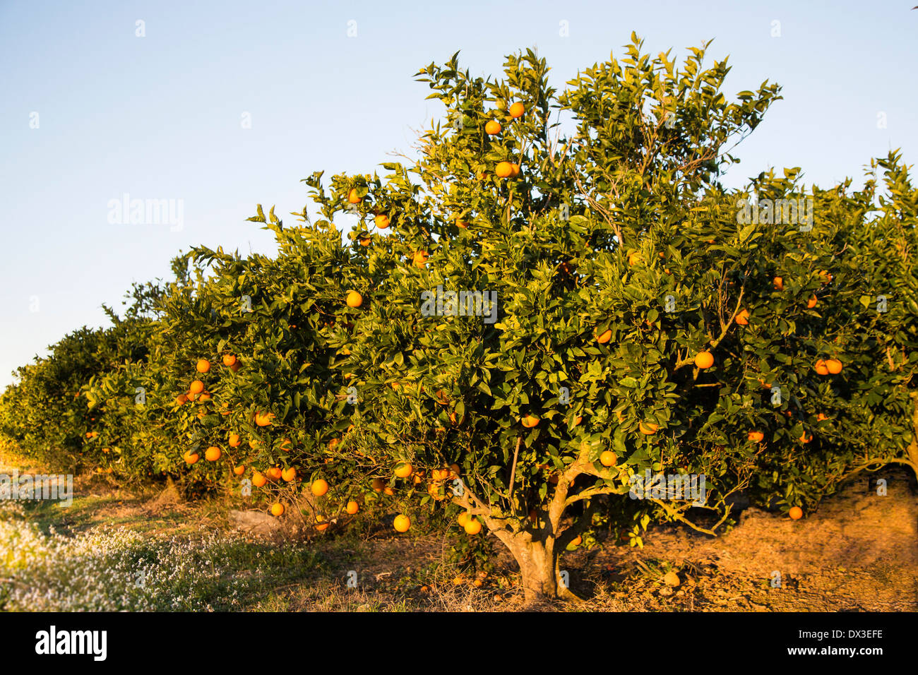 Orange trees, Mallorca, showing ripening fruit, in March. Stock Photo