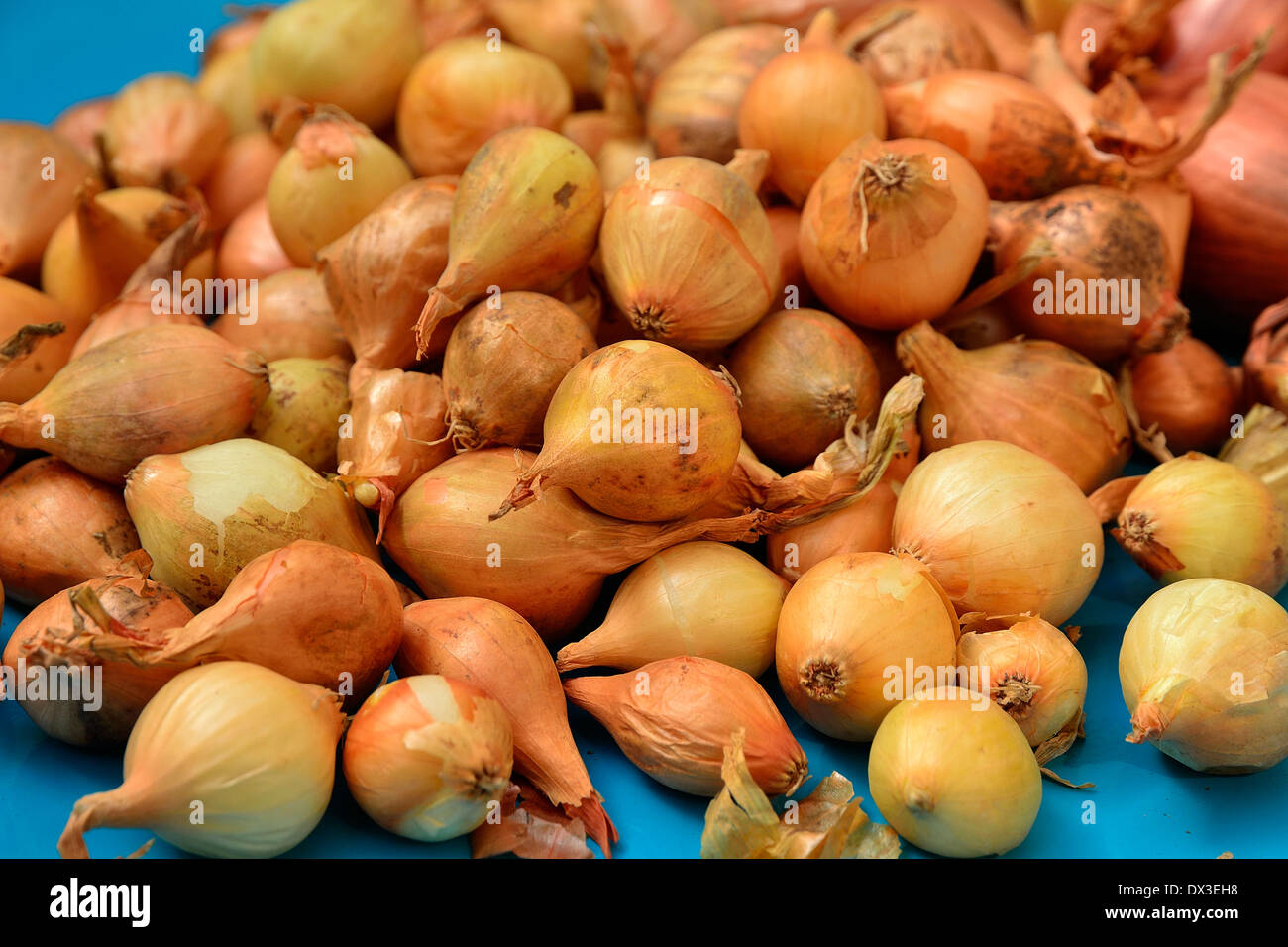 Allium cepa bulb hi-res stock photography and images - Alamy
