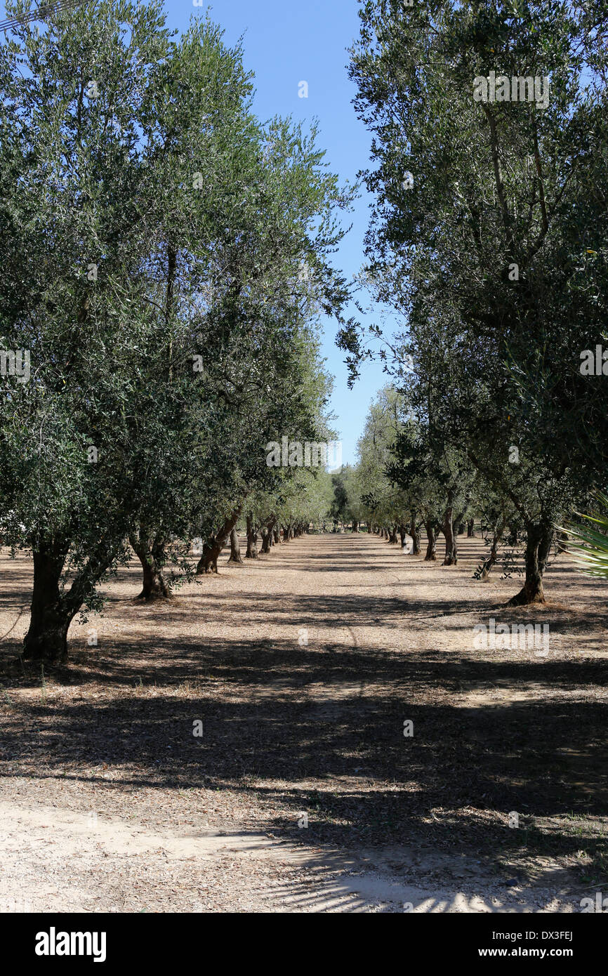 Olive grove puglia hi-res stock photography and images - Alamy