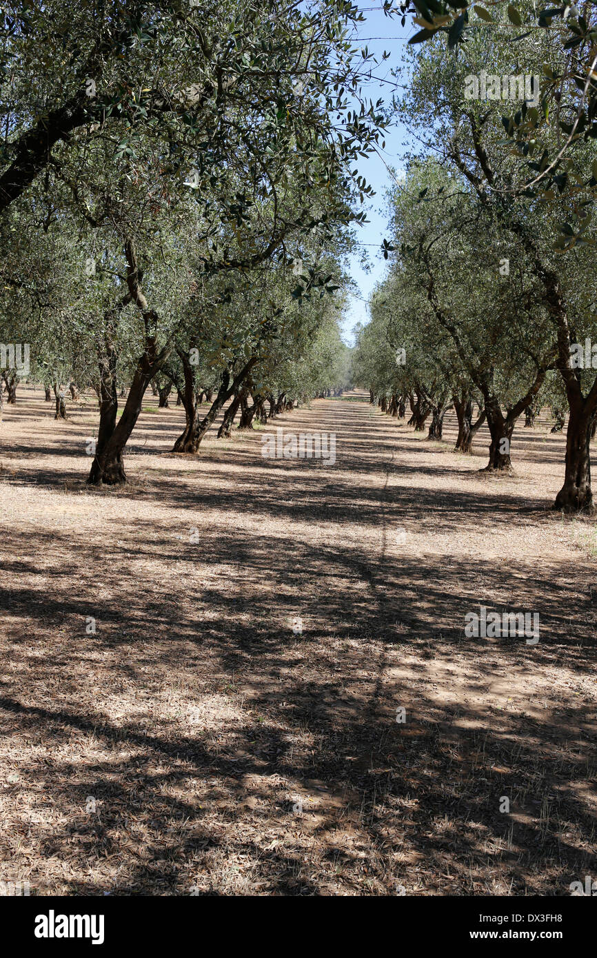 Olive Grove near Brindisi, Puglia, Italy Stock Photo - Alamy