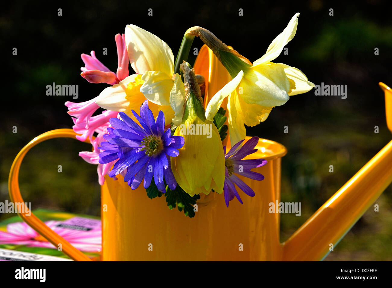 Golden yellow daffodils and anemone blanda in a watering can, in march  (Potager de Suzanne, Mayenne, France). Stock Photo