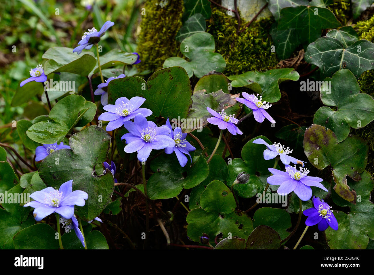 Liverwort (Hepatica nobilis), Ranunculaceae, flowering in April, in a garden/ Stock Photo