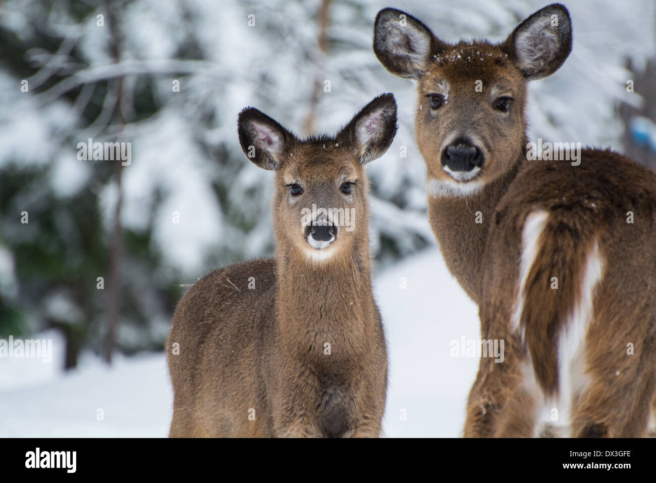Deer in snow Stock Photo