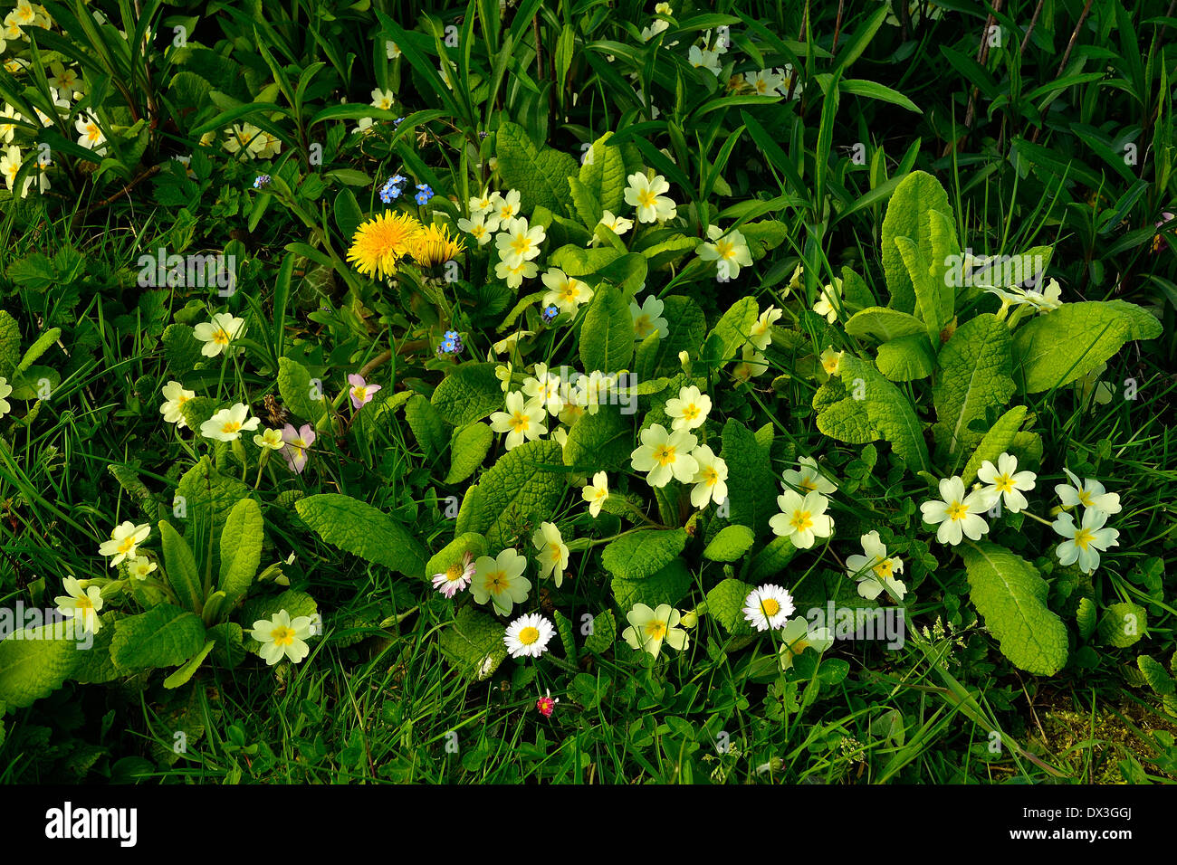 Primrose (Primula vulgaris) and dandelion  (Taraxacum sp) in april in a garden. Stock Photo