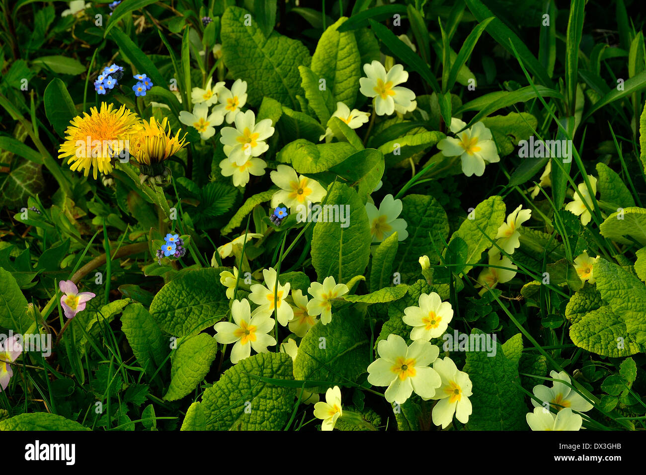 Primrose (Primula vulgaris) and dandelion  (Taraxacum sp) in april in a garden. Stock Photo