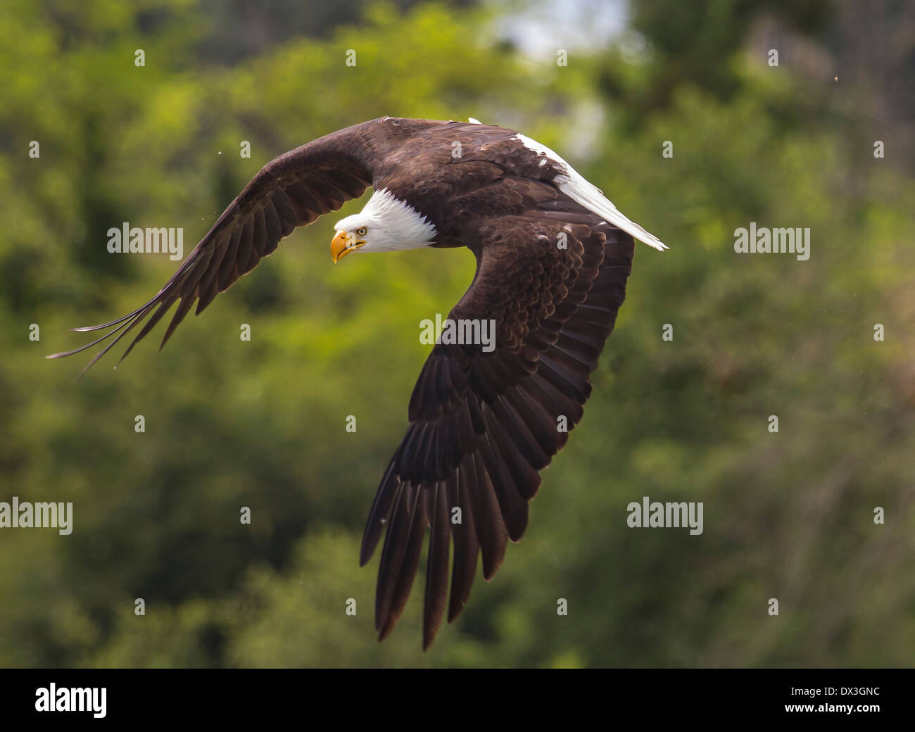 A close-up of a American Bald Eagle demonstrating how to attack his prey. Stock Photo