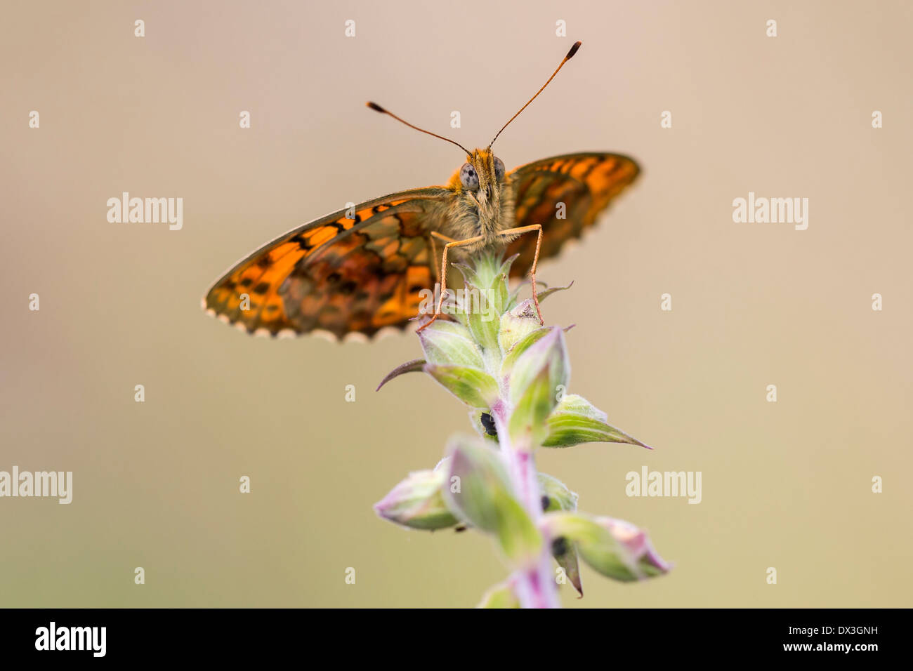 Lesser marbeld fritillary resting on a plant Stock Photo