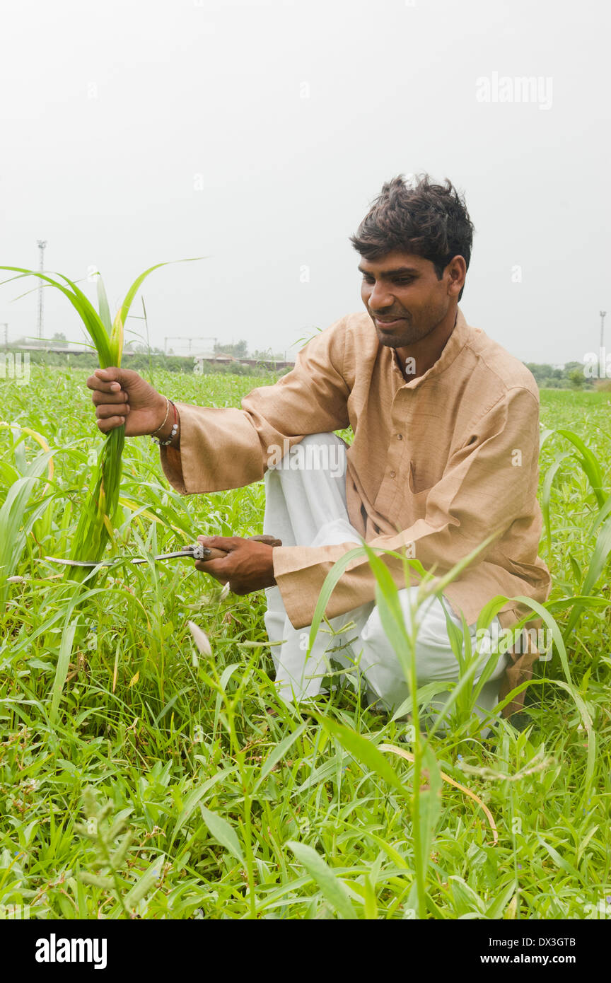 1 Indian Farmer working in field Stock Photo - Alamy