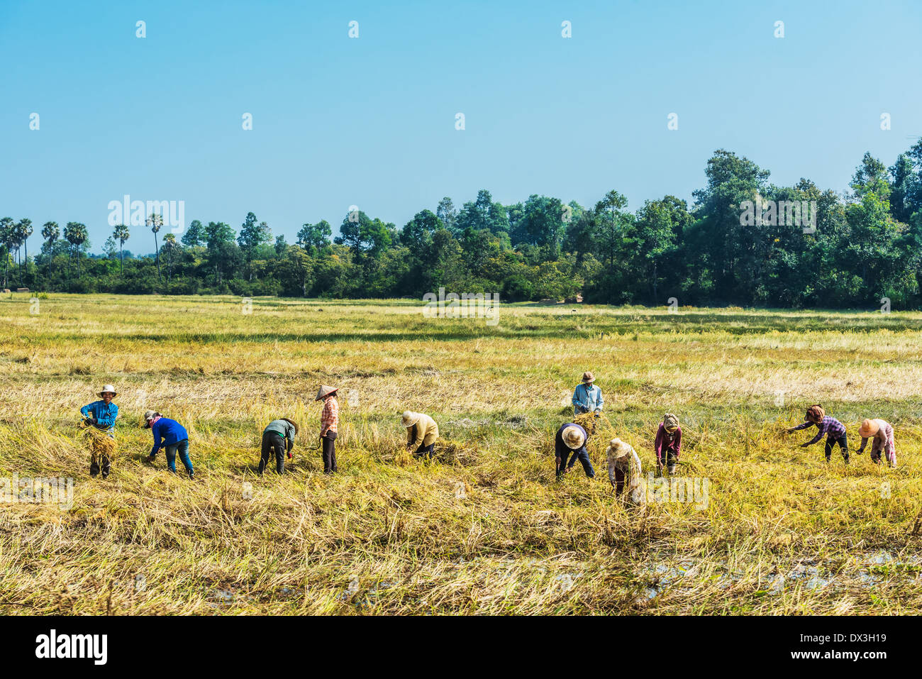 Rice field angkor cambodia hi-res stock photography and images - Alamy