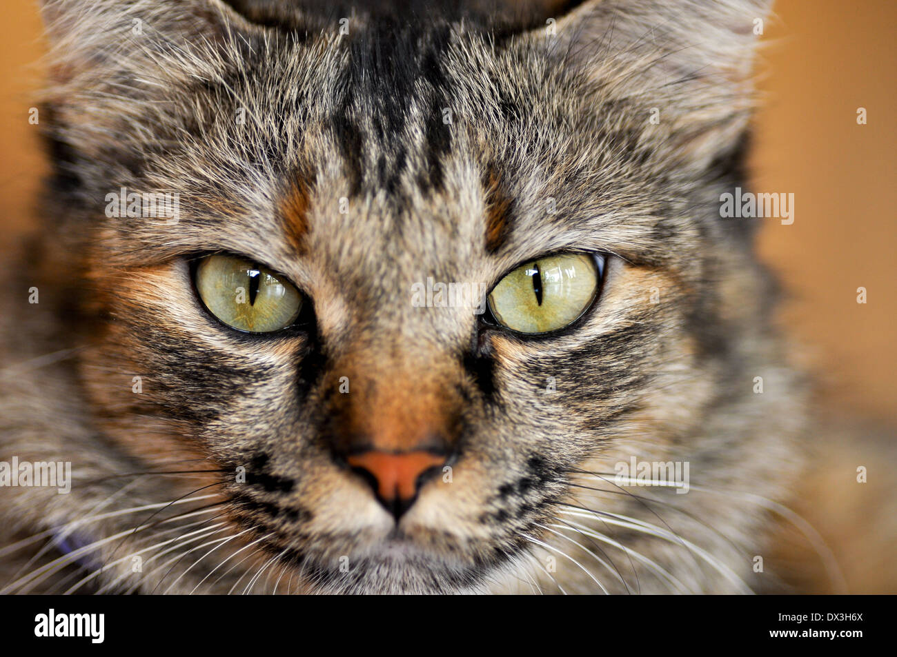 Close-up cat big eyes Stock Photo