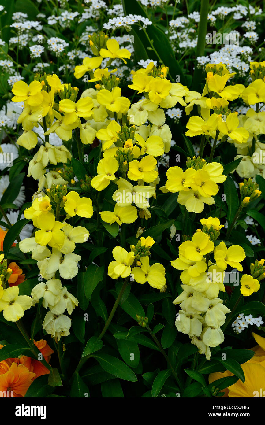 English wallflower (Erysimum cheiri). Stock Photo