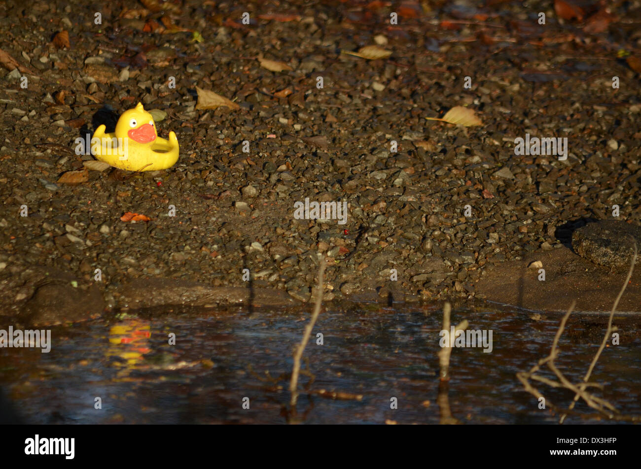 Bath duck at the duck pond Stock Photo Alamy