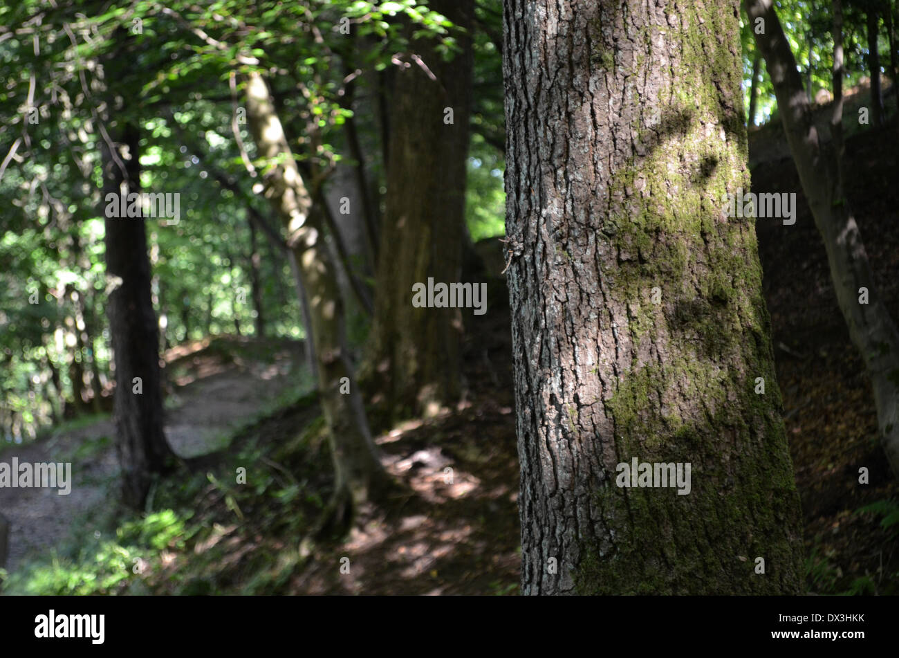 In the forest Stock Photo - Alamy