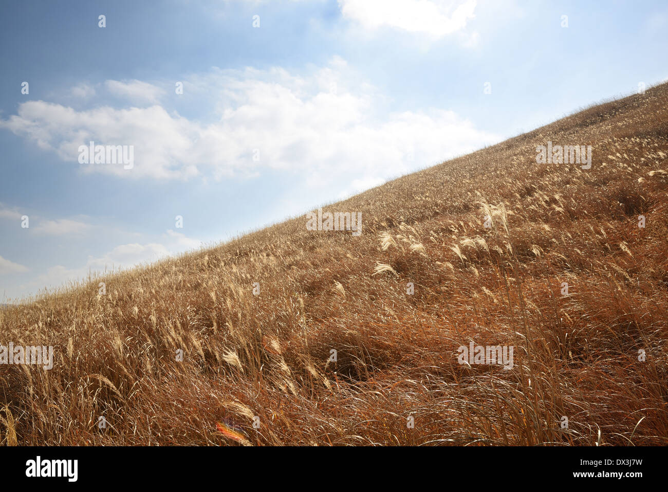 reeds at sunset with the sun shining in the background. Stock Photo