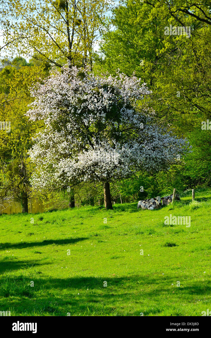 Apple tree in bloom hi-res stock photography and images - Alamy