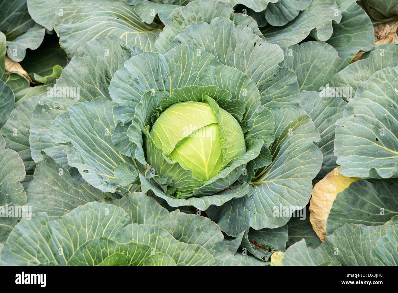 cabbage field ready for harvesting in Jeju Island, Korea Stock Photo