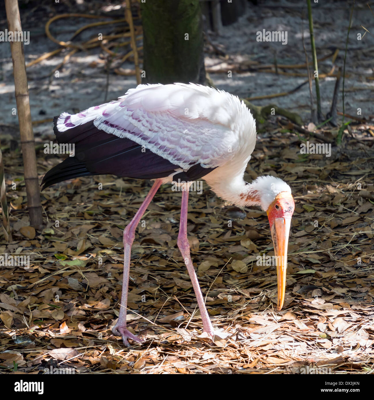 Black, white and rose-tinged yellow-billed Stork (Mycteria ibis) foraging at the Jacksonville zoo in Florida. Stock Photo