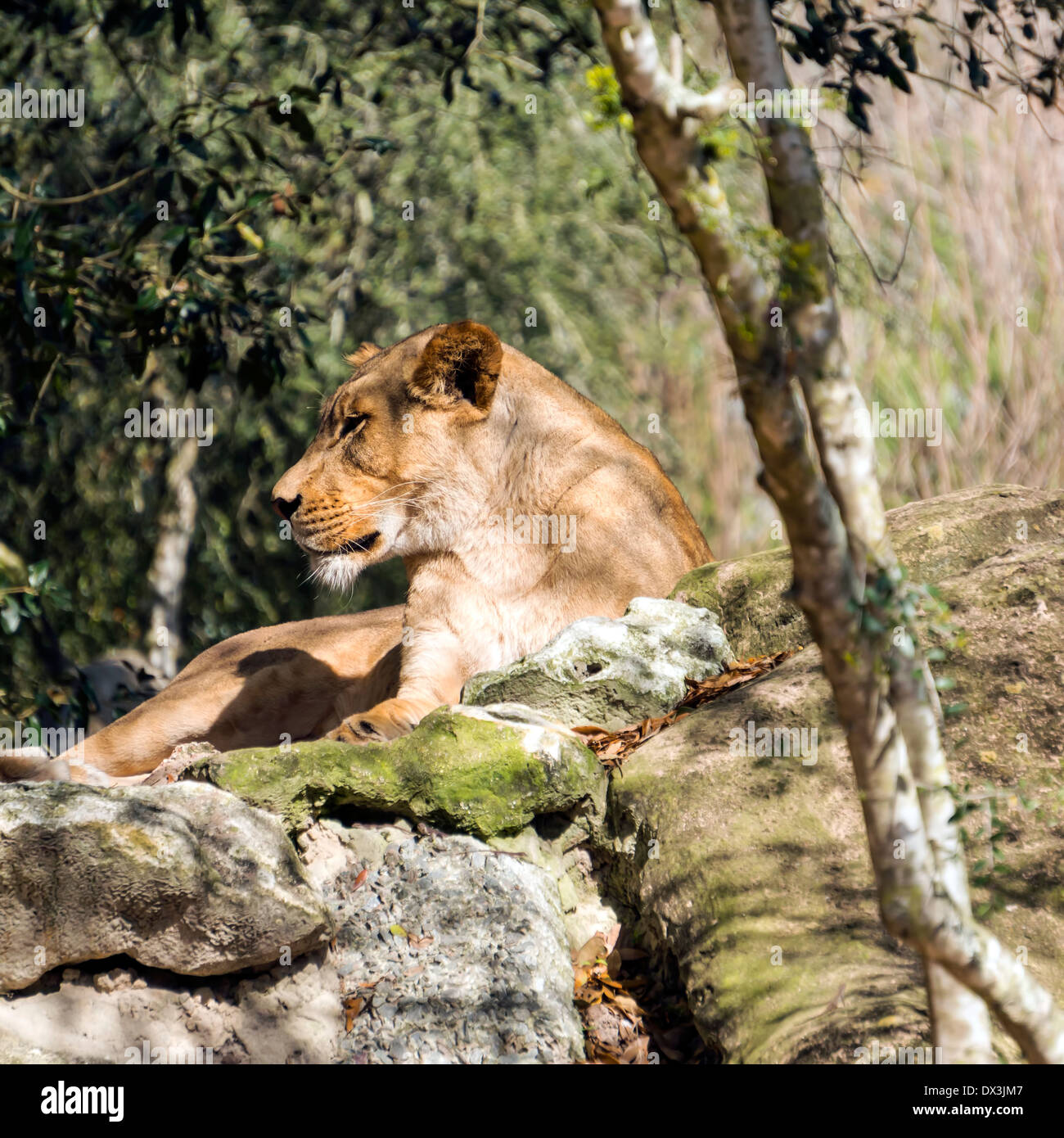 Captive lioness (Panthera leo) lounging on a rock in the Jacksonville, Florida zoo. Stock Photo