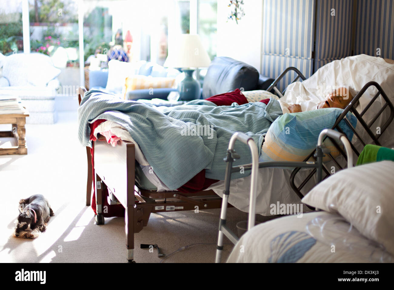 Dying man in hospital bed at home with dog laying nearby Stock Photo
