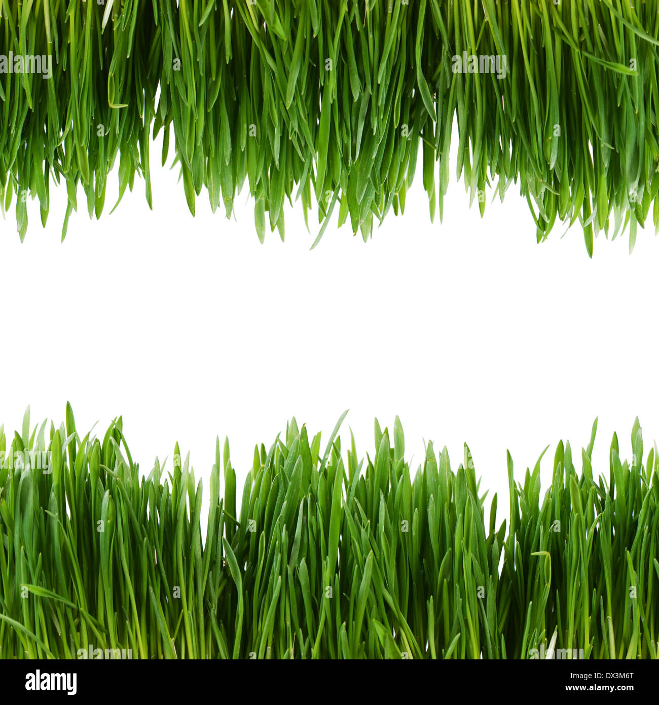 The green grass isolated on white background Stock Photo - Alamy