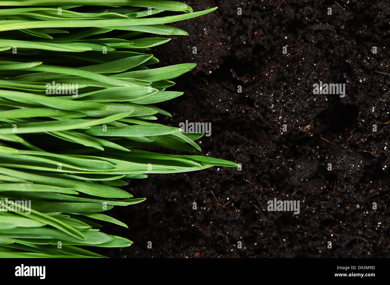 Green grass ground close up hi-res stock photography and images - Alamy