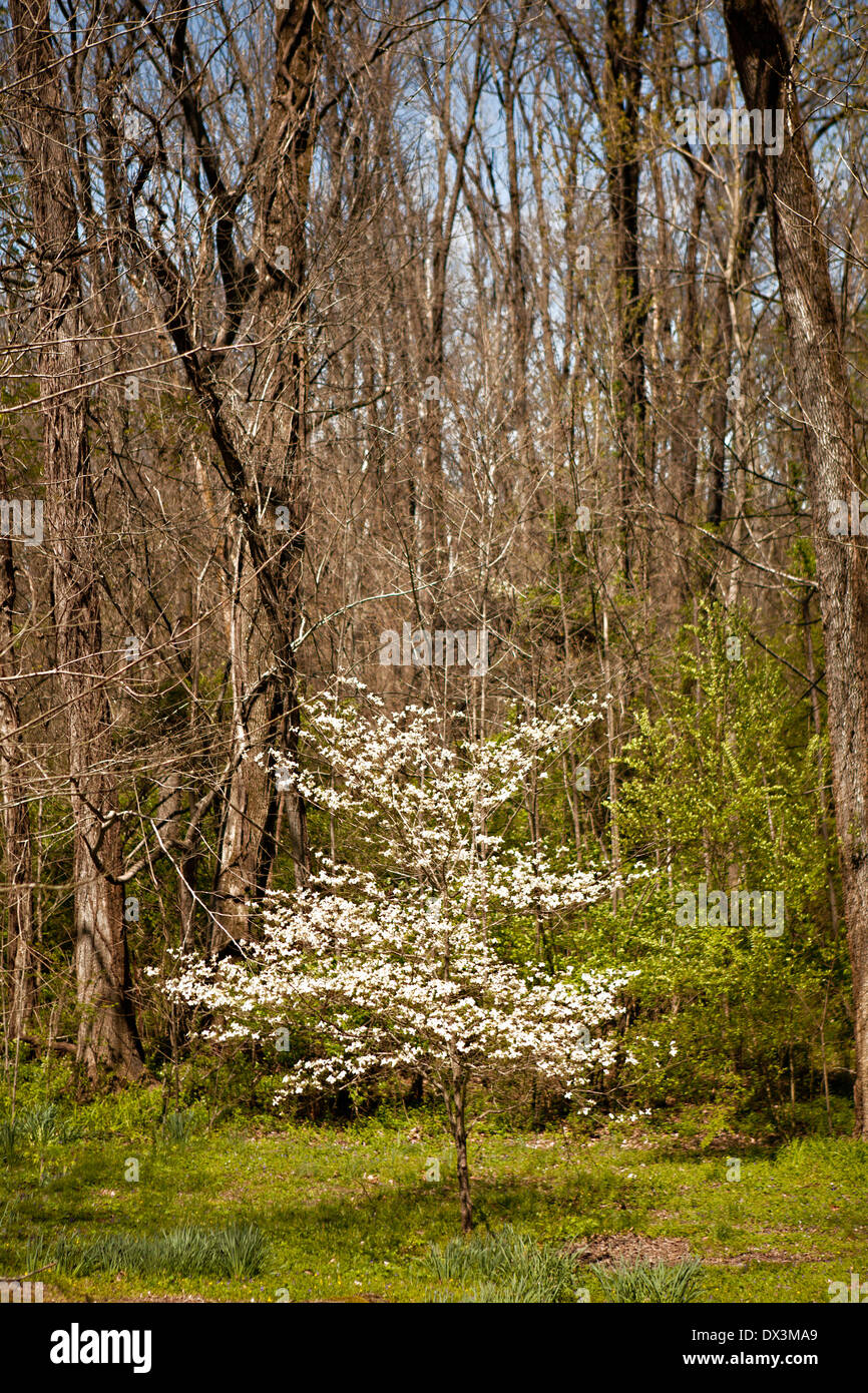 White blossoms on spring tree in sunny woods Stock Photo