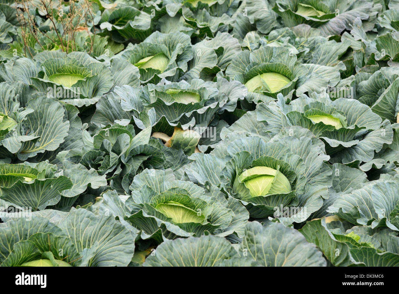 cabbage field ready for harvesting in Jeju Island, Korea Stock Photo