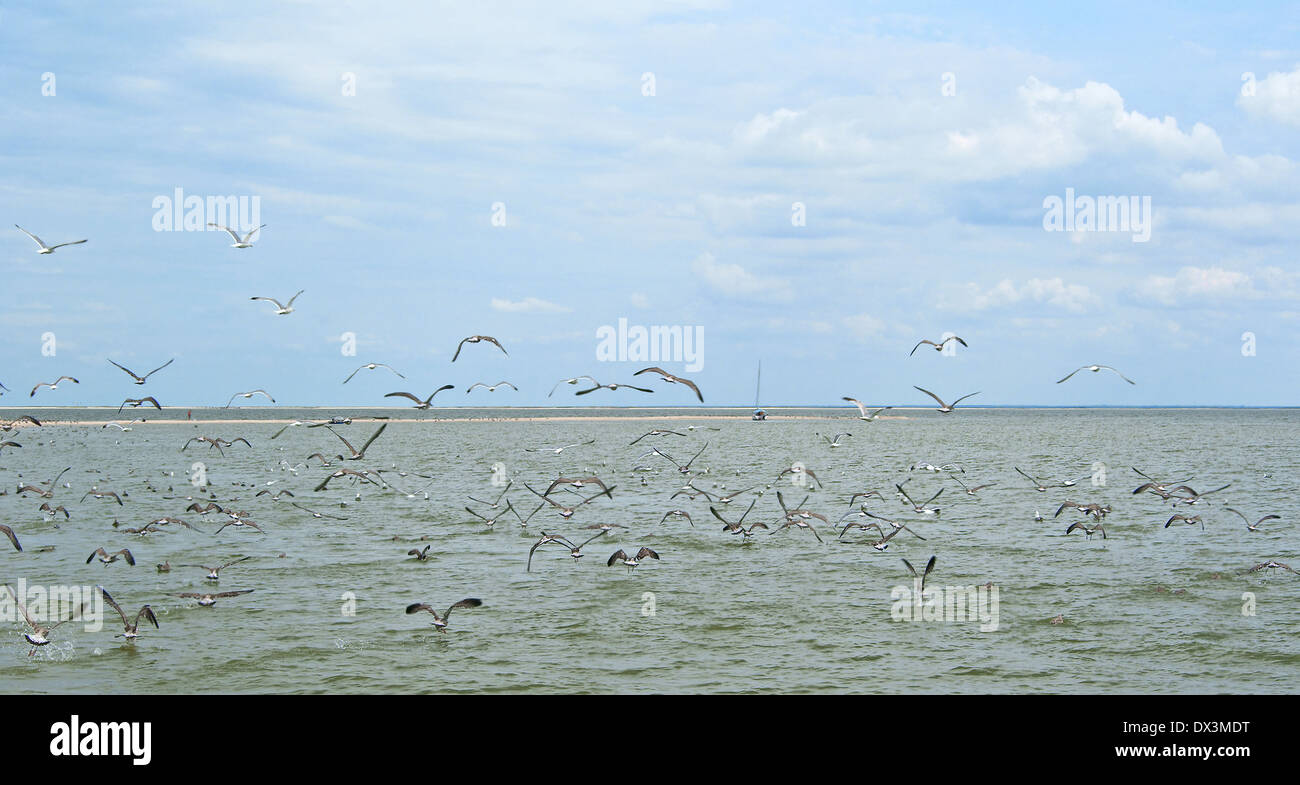 Panoramic sea view with gulls Stock Photo