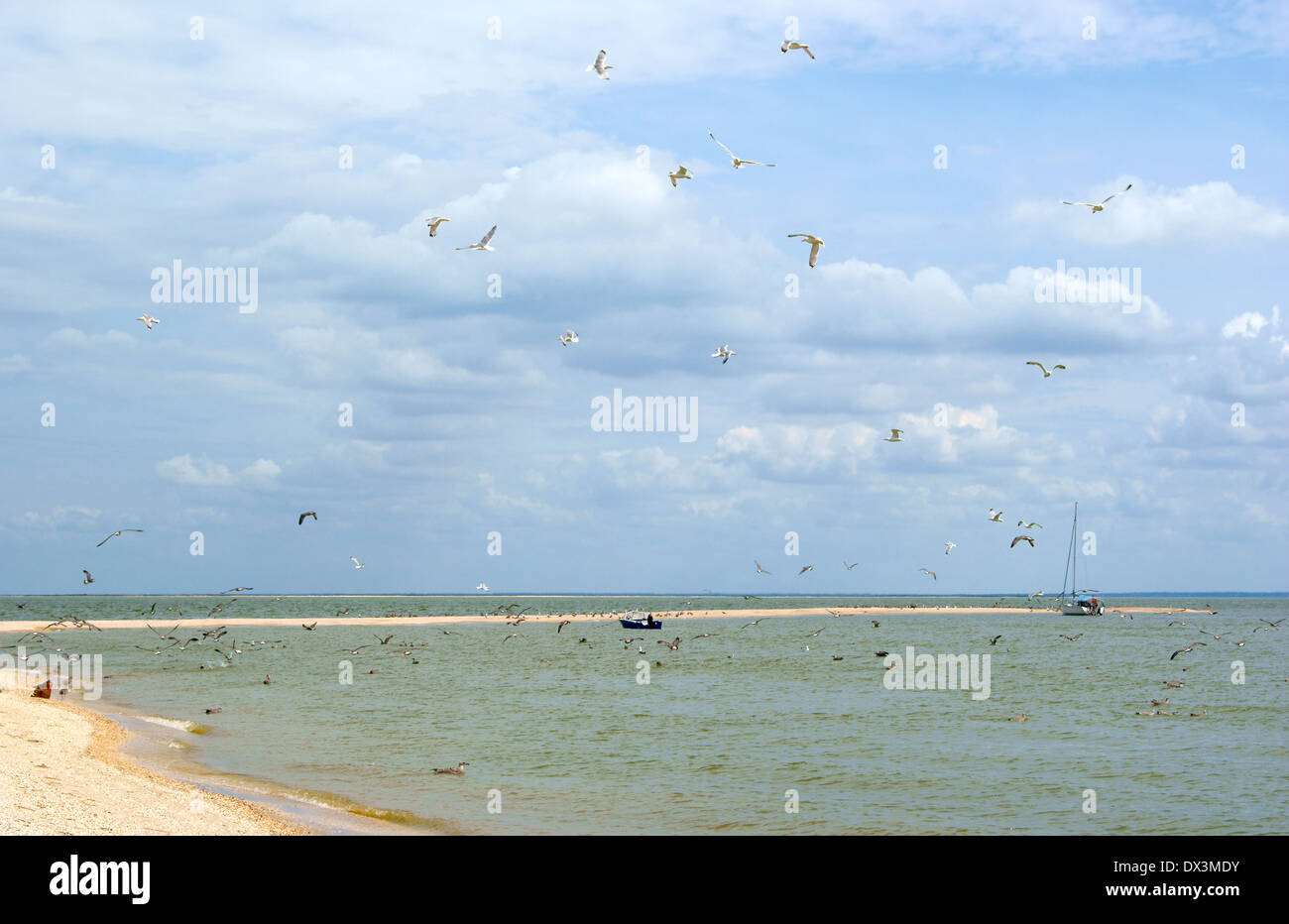 Sea gulf with gulls Stock Photo