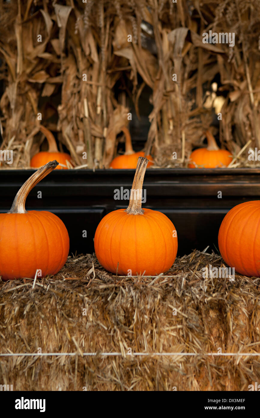 Autumn pumpkins around hay bale display Stock Photo - Alamy