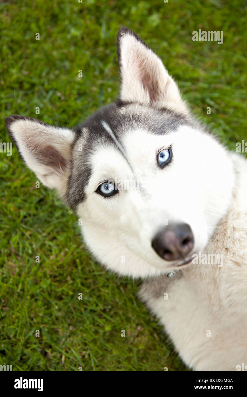 Husky dog with blue eyes laying in grass, portrait, directly above Stock Photo