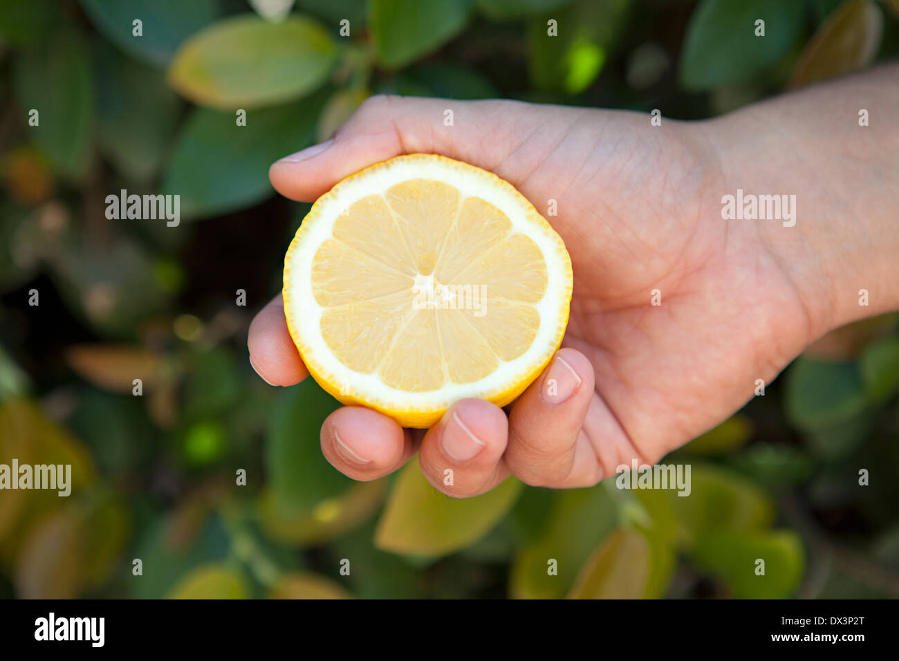 Man's hand holding cross-section of yellow lemon, close up, high angle view Stock Photo
