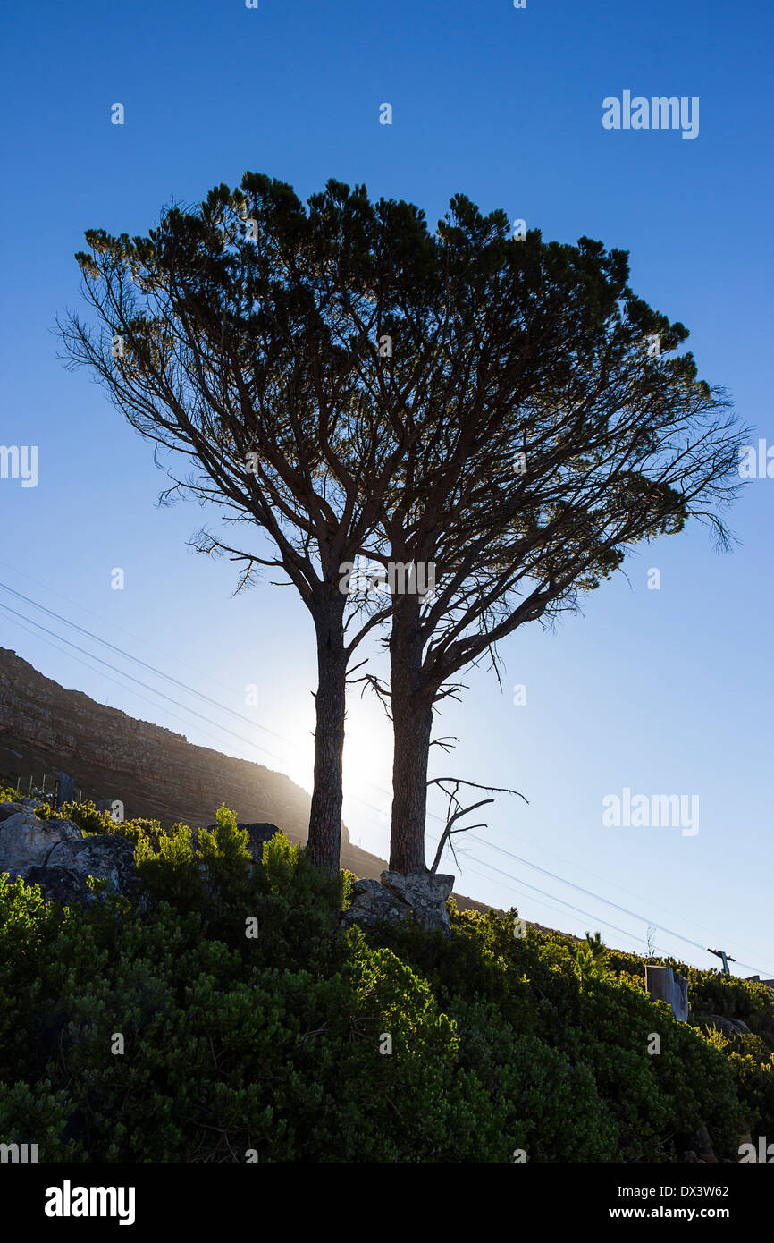 Silhouetted tree at the foot of Table Mountain with the sun in the background Stock Photo