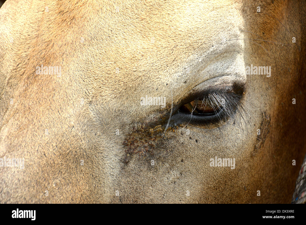 close up of cow eye in cattle breeding Stock Photo Alamy