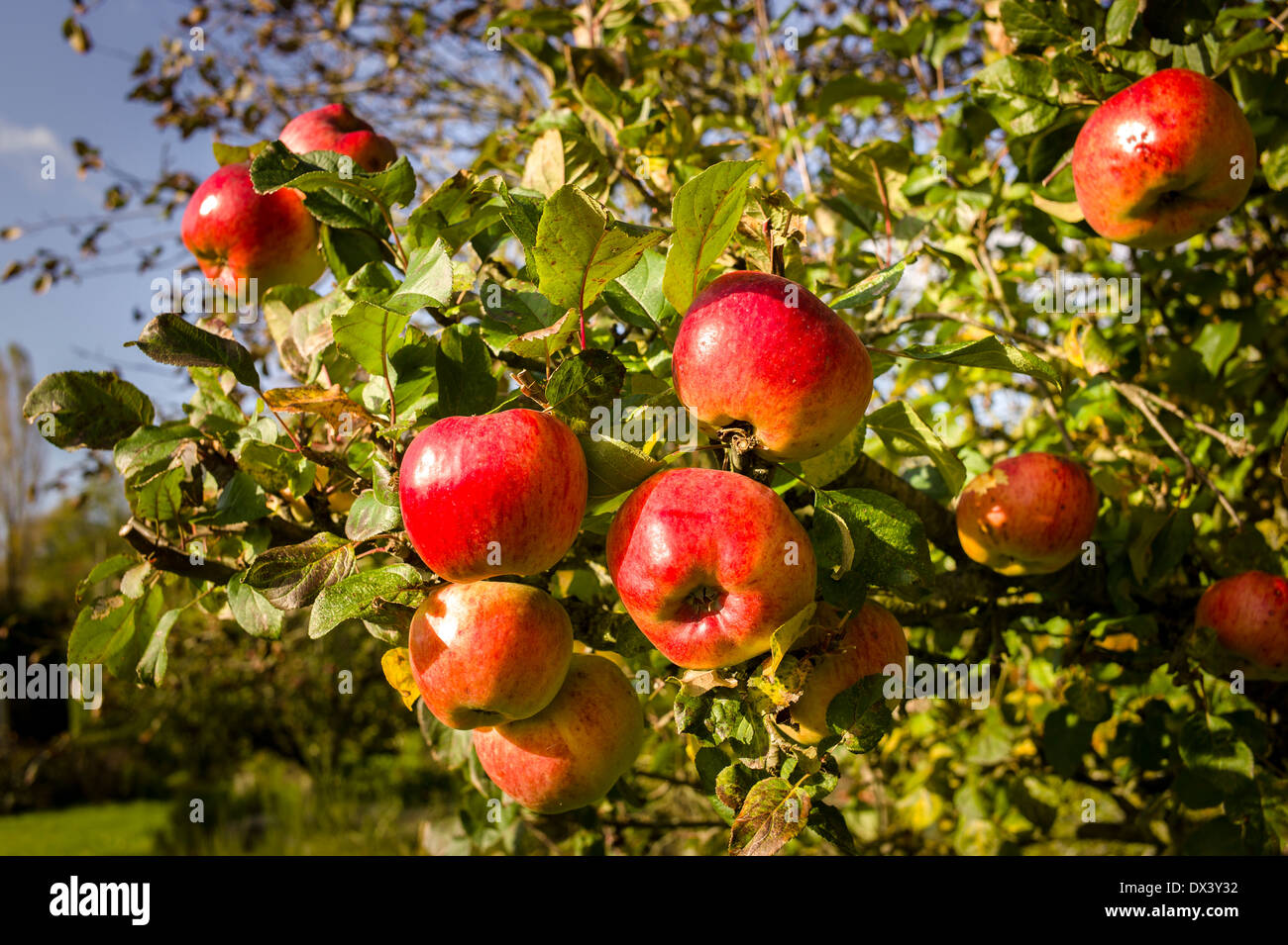 Large ripe apples on Howgate Wonder tree ready for harvesting Stock Photo