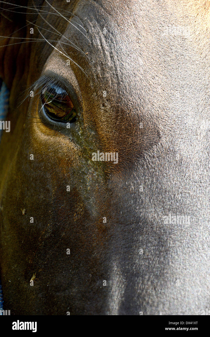 close up of cow eye in cattle breeding Stock Photo Alamy