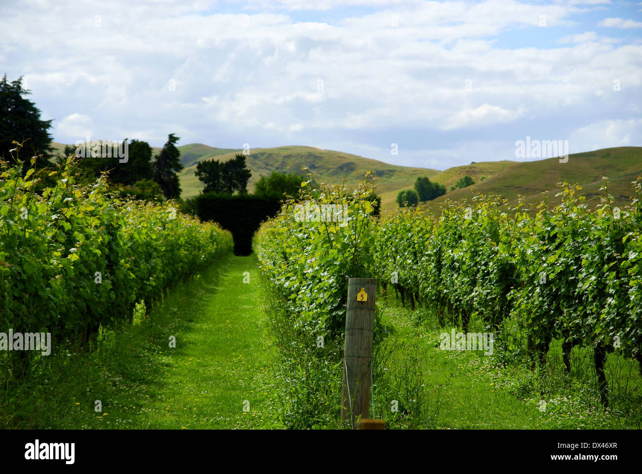 Vineyard in Hawkes Bay New Zealand Stock Photo