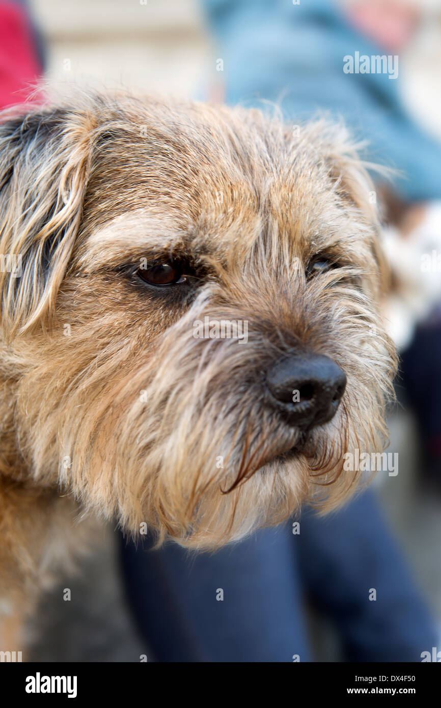 Border Terrier dog Stock Photo